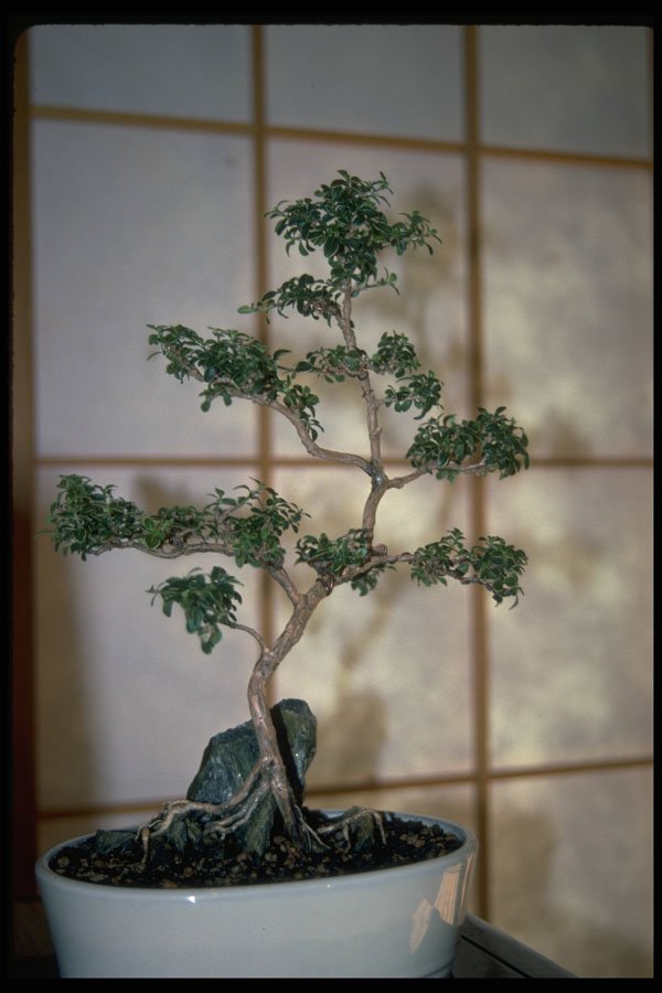 353082 Serissa Foetida (variegata, Regular Bonsai) A4 Photo Print