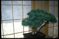 353083 Juniperus Horizontalis (regular Bonsai) A4 Photo Print