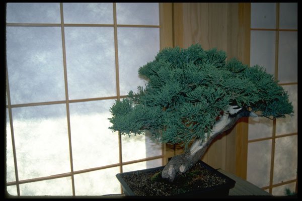 353083 Juniperus Horizontalis (regular Bonsai) A4 Photo Print