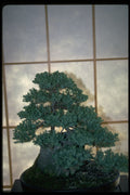 353084 Pinus Thunbergii A4 Photo Print