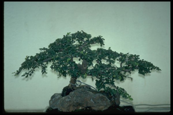 353085 Ulmus Parvifolia (Chinese Elm, 45 Years Old) A4 Photo Print
