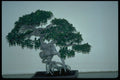 353086 Ulmus Parvifolia (Chinese Elm, 40 Years Old) A4 Photo Print