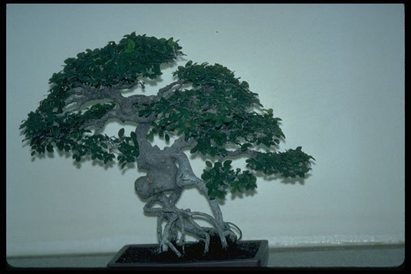 353086 Ulmus Parvifolia (Chinese Elm, 40 Years Old) A4 Photo Print