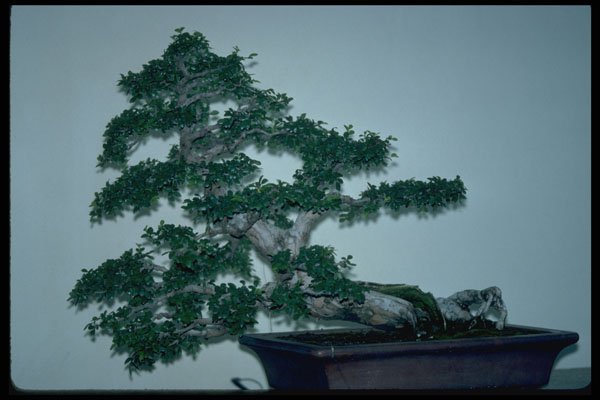 353087 Ulmus Parvifolia (Chinese Elm, 90 Years Old) A4 Photo Print