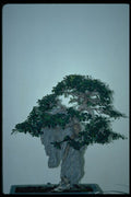 353088 Chinese Elm On Ying Tak Rock (20 Years Old) A4 Photo Print
