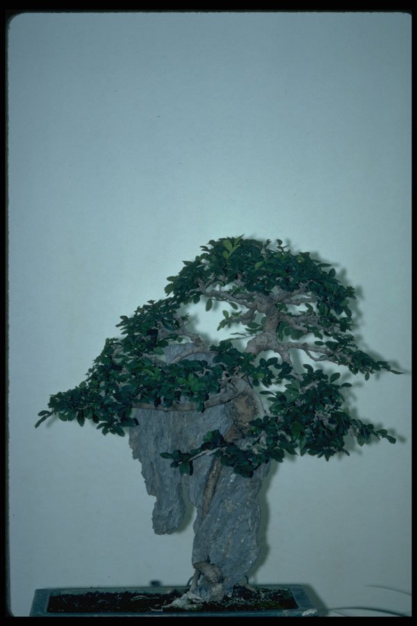 353088 Chinese Elm On Ying Tak Rock (20 Years Old) A4 Photo Print