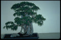 353089 Ulmus Parvifolia (Chinese Elm) A4 Photo Print