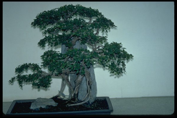 353089 Ulmus Parvifolia (Chinese Elm) A4 Photo Print