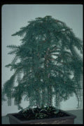 353090 Araucaria Cunninghamii (hope Pine, 40 Years Old) A4 Photo Print