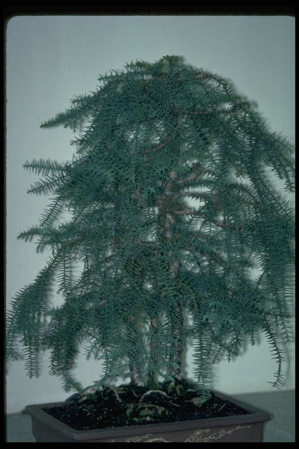 353090 Araucaria Cunninghamii (hope Pine, 40 Years Old) A4 Photo Print