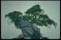 353091 Ulmus Parvifolia (Chinese Elm, 25 Years Old) A4 Photo Print