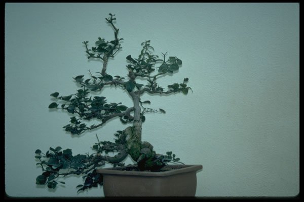 353092 Carissa Bispinosa (55 Years Old) A4 Photo Print