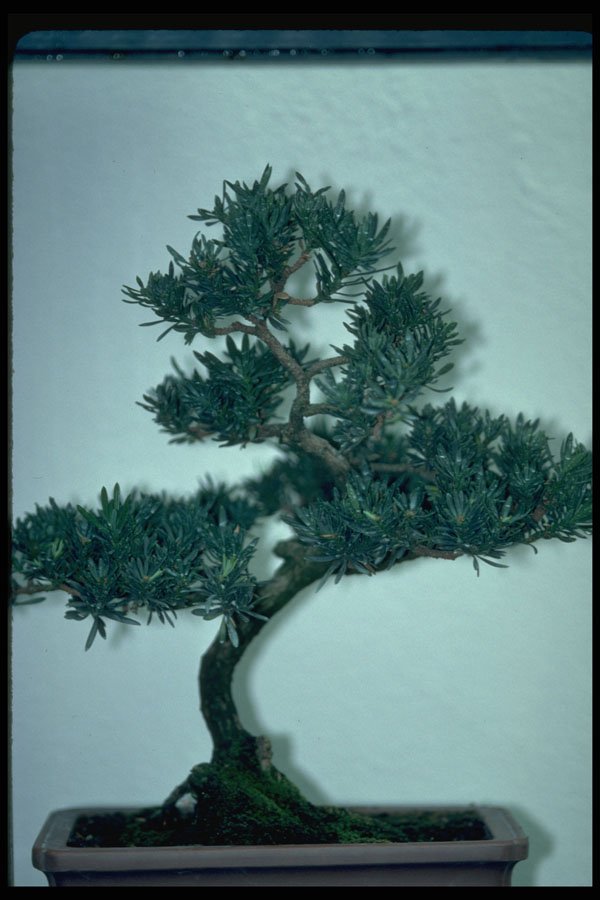 353093 Podocarpe De Chine (Buddhist Pine, 30 Years Old) A4 Photo Print