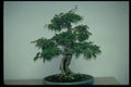 353094 Bougainvillea Glabro (paper Flower, 60 Years Old) A4 Photo Print