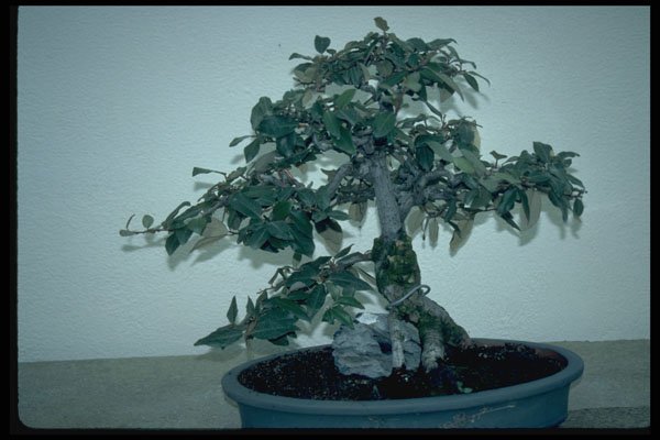 353095 Eleagnus Pungens (thorny Eleagnus) A4 Photo Print