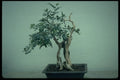 353096 Murraya Paniculata (orange Jasmine, 140 Years Old) A4 Photo Print