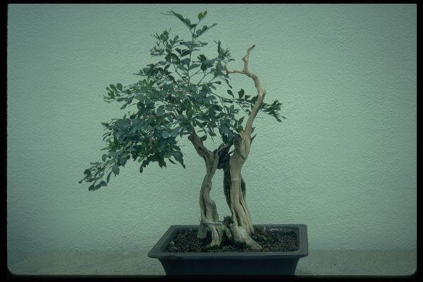 353096 Murraya Paniculata (orange Jasmine, 140 Years Old) A4 Photo Print