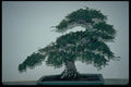 353097 Ulmus Parvifolia (Chinese Elm) A4 Photo Print
