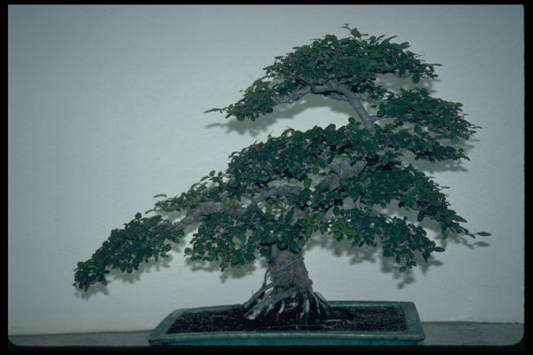 353097 Ulmus Parvifolia (Chinese Elm) A4 Photo Print