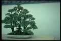 353098 Penjing Tree A4 Photo Print