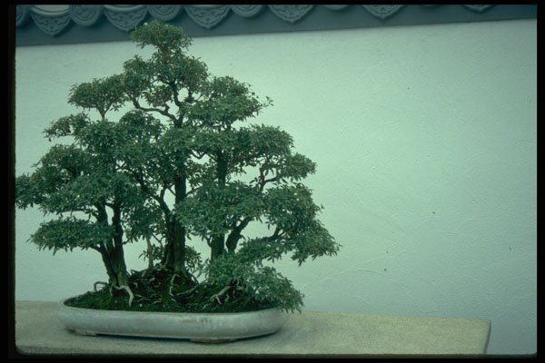 353098 Penjing Tree A4 Photo Print