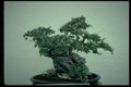353099 Ulmus Parvifolia (Chinese Elm) A4 Photo Print