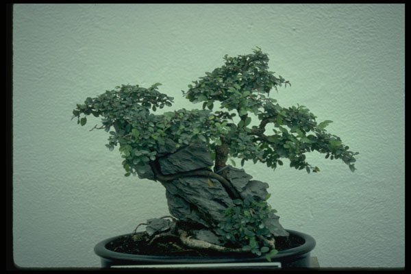 353099 Ulmus Parvifolia (Chinese Elm) A4 Photo Print