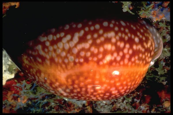 355000 Atlantic Deer Cowrie (Cypraea Cervus) A4 Photo Print