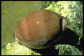 355001 Atlantic Gray Cowrie (Cypraea Cinerea) A4 Photo Print