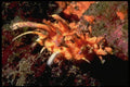 355002 Atlantic Thorny Oyster (Spondylus Americanus) A4 Photo Print