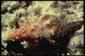 355003 Barclay's Latirus (Latirus Polygonus) A4 Photo Print
