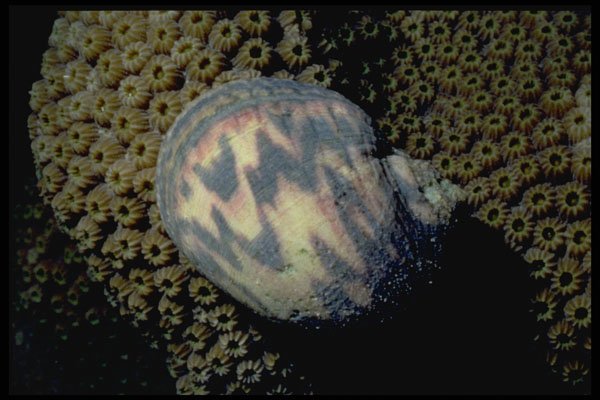 355004 Bleeding Tooth (Nerita Peloronta) A4 Photo Print