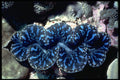 355005 Boring Clam (Tridacna Crocea) A4 Photo Print