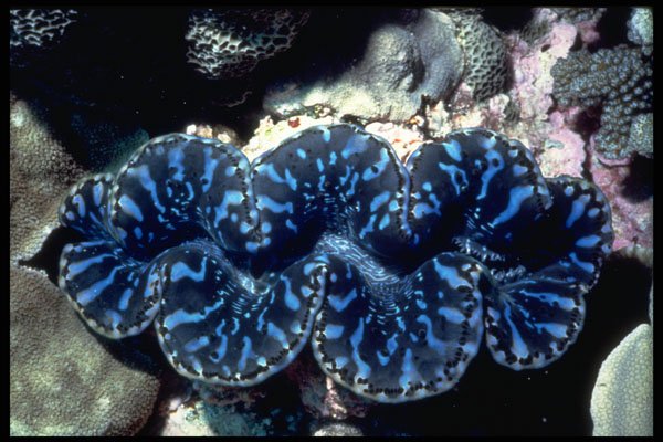 355005 Boring Clam (Tridacna Crocea) A4 Photo Print