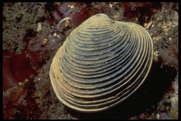 355006 Butter Clam (Saxidomus Giganteus) A4 Photo Print