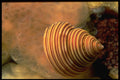 355007 Channeled Top Shell A4 Photo Print