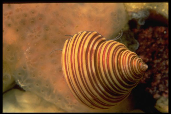 355007 Channeled Top Shell A4 Photo Print