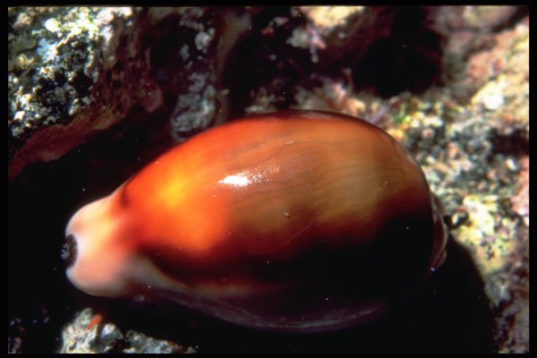 355009 Chestnut Cowrie (Cypraea Spadicea) A4 Photo Print