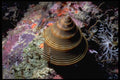 355010 Chocolate lined Top Shell (Calliostoma Javanicum) A4 Photo Print