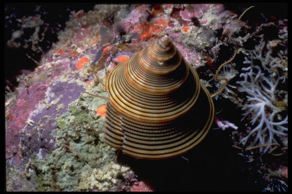 355010 Chocolate lined Top Shell (Calliostoma Javanicum) A4 Photo Print