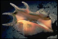 355013 Common Spider Conch (Lambis Lambis) A4 Photo Print