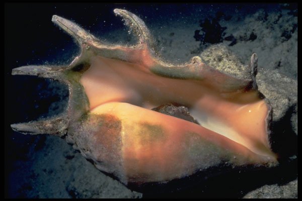 355013 Common Spider Conch (Lambis Lambis) A4 Photo Print