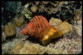 355014 Filose Turban (Trubo Cailletii) A4 Photo Print