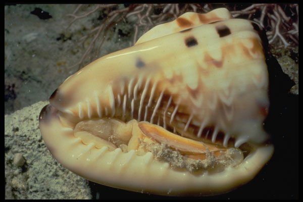 355016 Flame Helmet (Cassis Flammea) A4 Photo Print