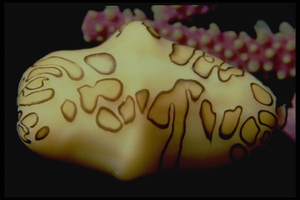 355017 Flamingo Tongue A4 Photo Print