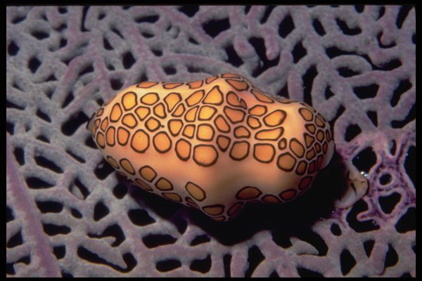 355018 Flamingo Tongue (Cyphoma Gibbosum) A4 Photo Print