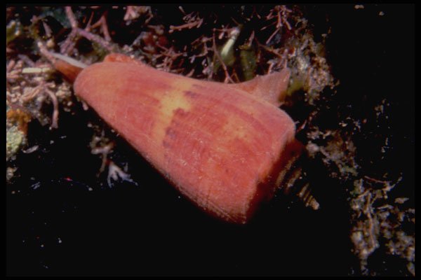 355019 Florida Cone (Conus Floidanus) A4 Photo Print
