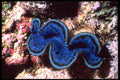 355020 Giant Clam (Tridacna Maxima) A4 Photo Print