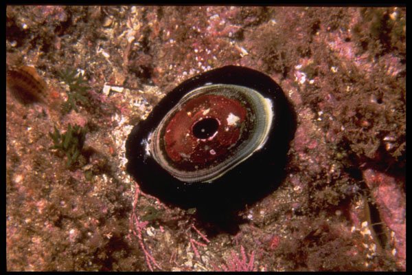 355021 Giant Keyhole Limpet (Megathura Crenulata) A4 Photo Print