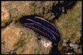 355022 Iridescent Clam (Pedum Spondyloideum) A4 Photo Print